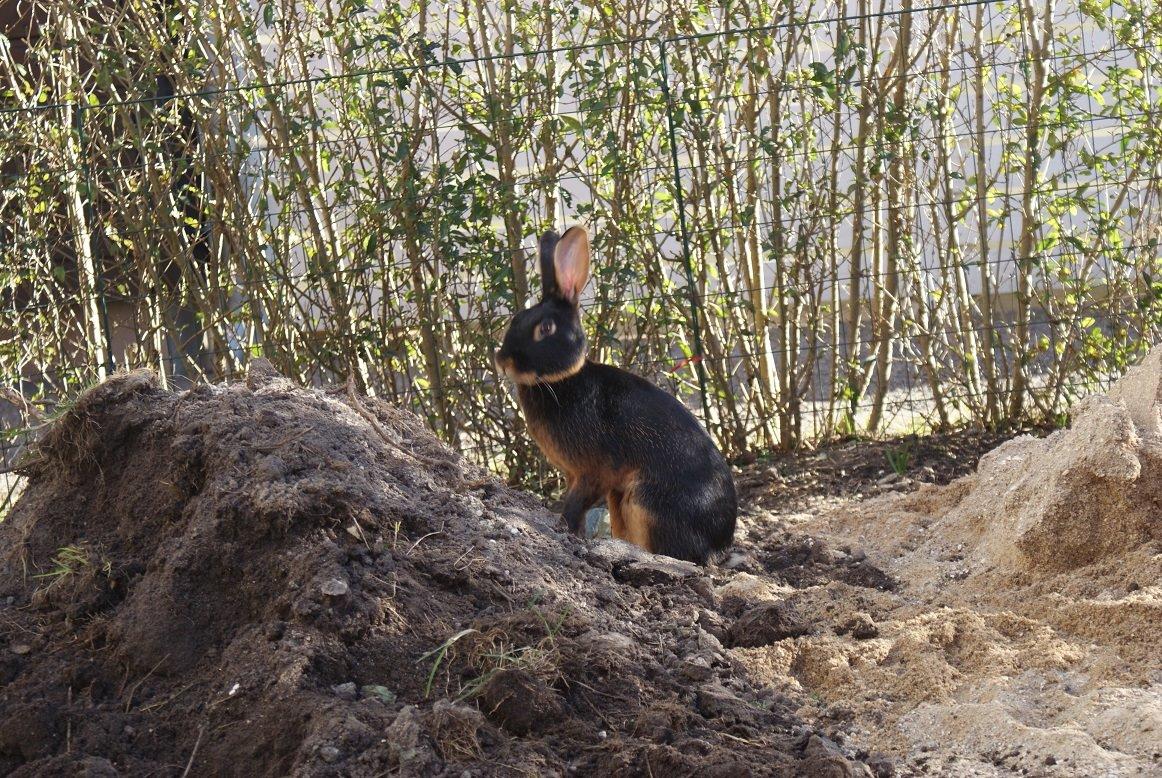 Kanin Eugene billede 46