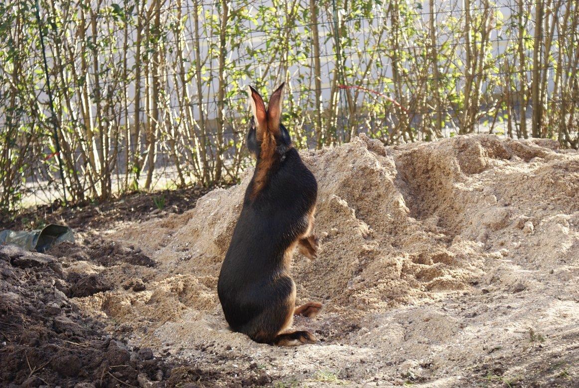 Kanin Eugene billede 9