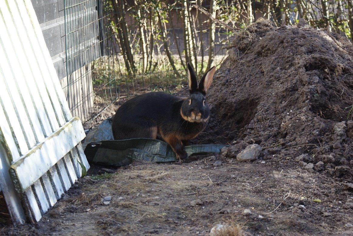 Kanin Eugene billede 3