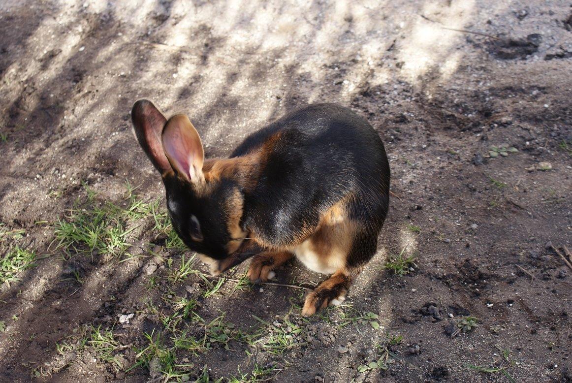 Kanin Eugene billede 48