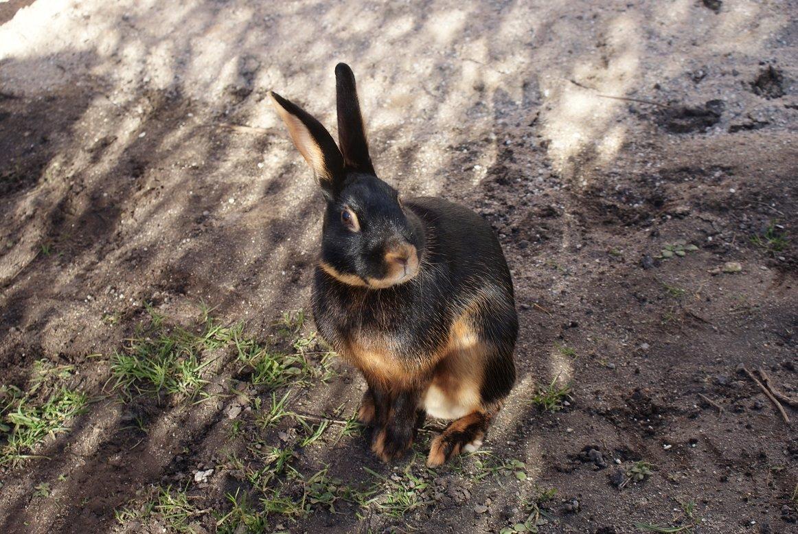 Kanin Eugene billede 10