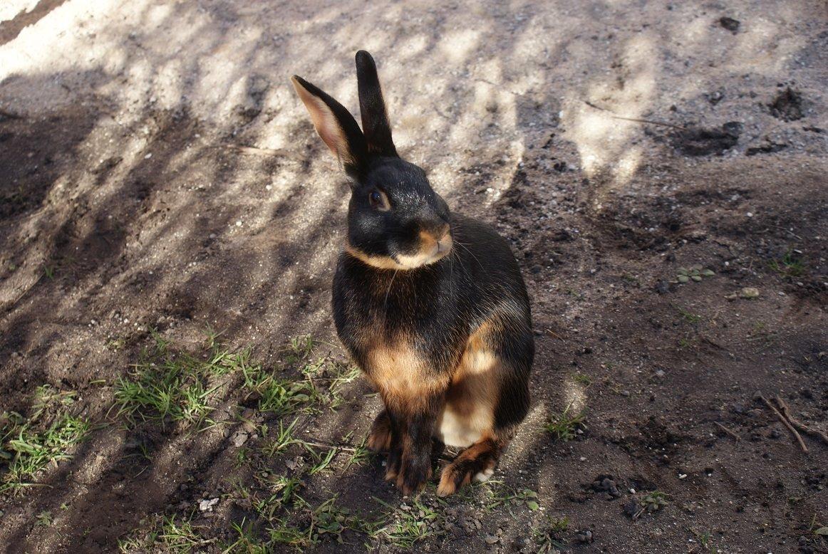 Kanin Eugene billede 49