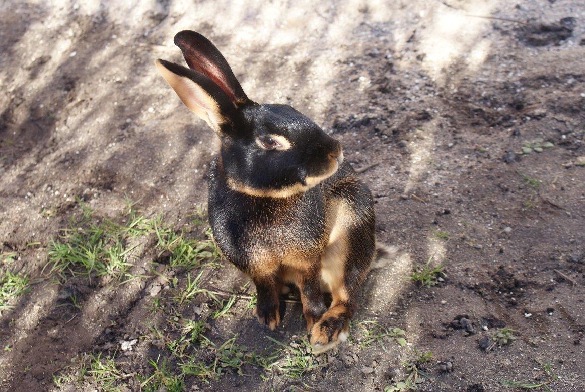 Kanin Eugene billede 50