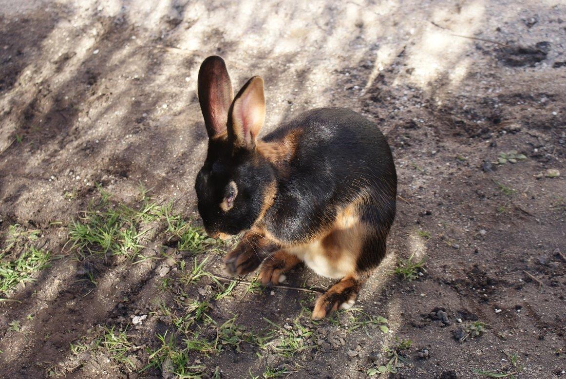 Kanin Eugene billede 47