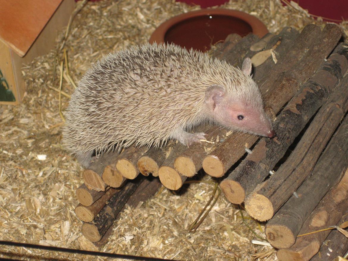 Pindsvin Pixie (lille tenrec) billede 1