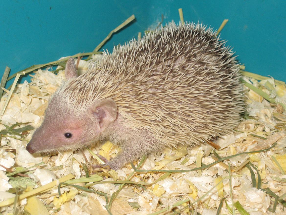 Pindsvin Pixie (lille tenrec) billede 4
