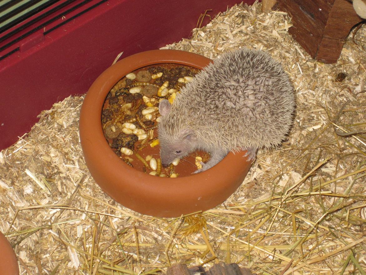Pindsvin Pixie (lille tenrec) billede 2