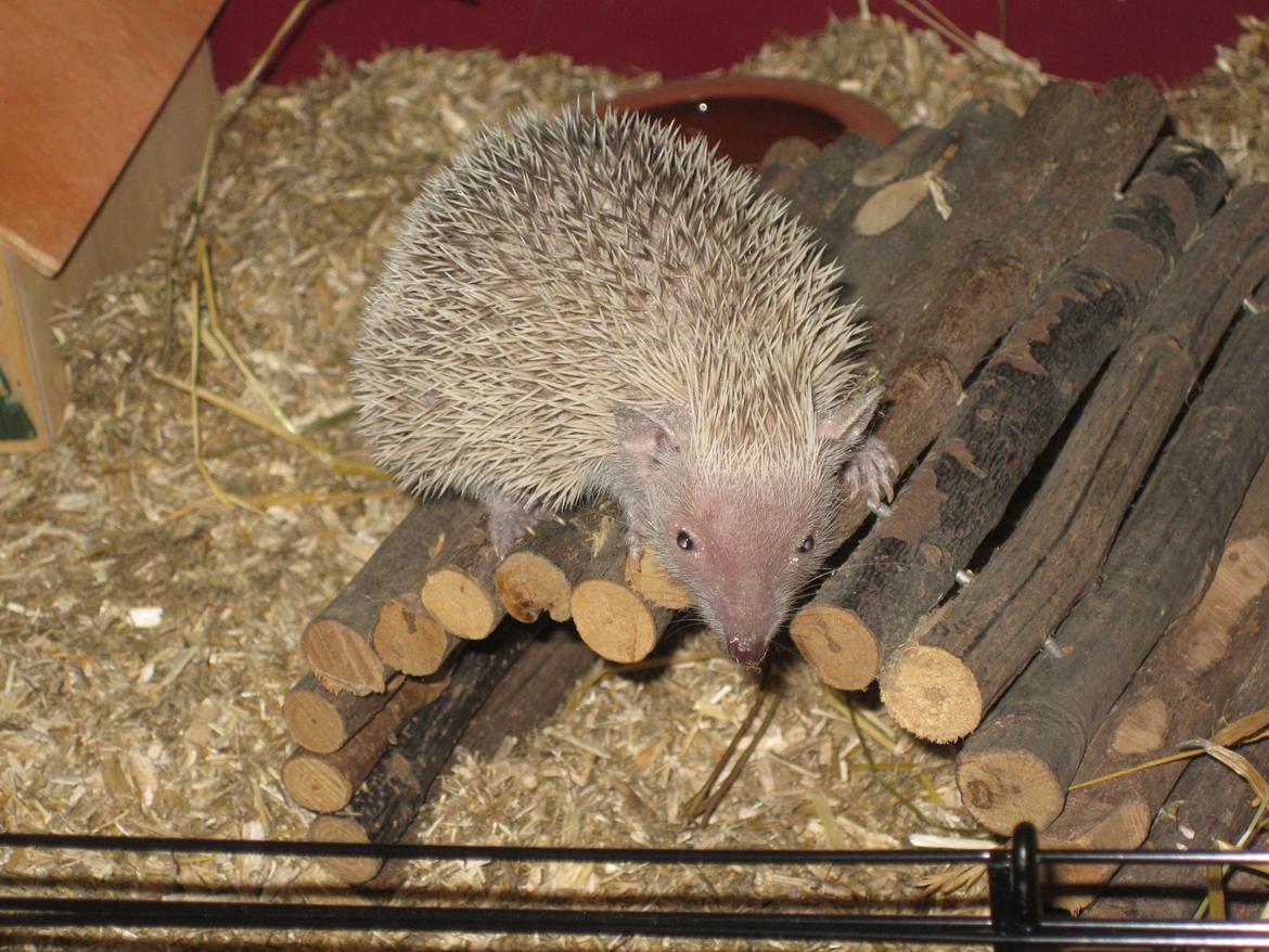 Pindsvin Pixie (lille tenrec) billede 5