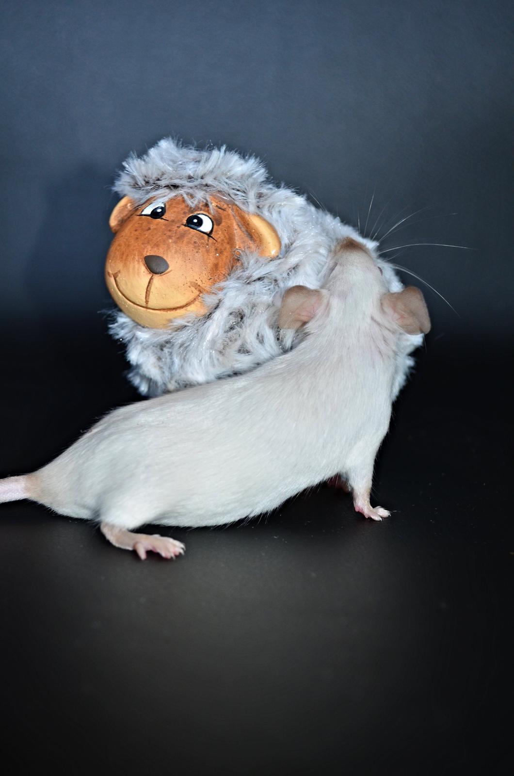 Mus Vejlmus' Ebony [Himmelgnaver] billede 3