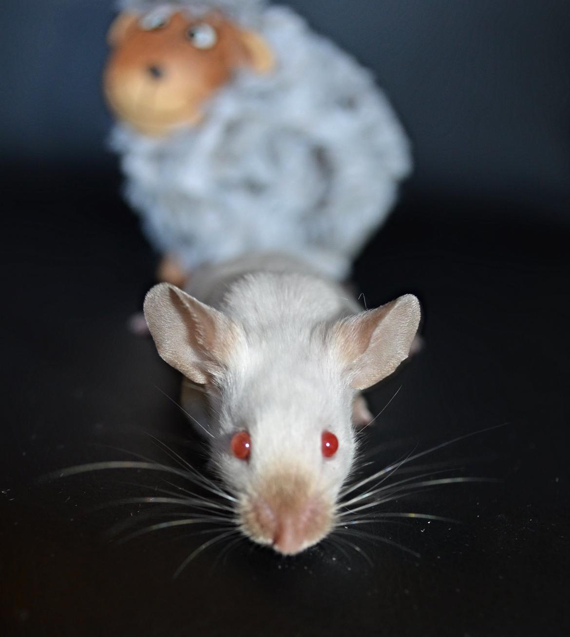 Mus Vejlmus' Ebony [Himmelgnaver] billede 24