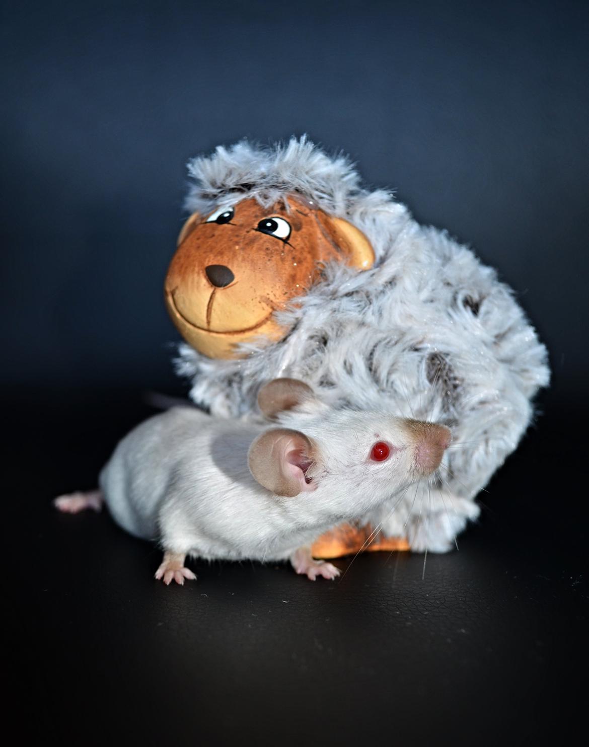 Mus Vejlmus' Ebony [Himmelgnaver] billede 28