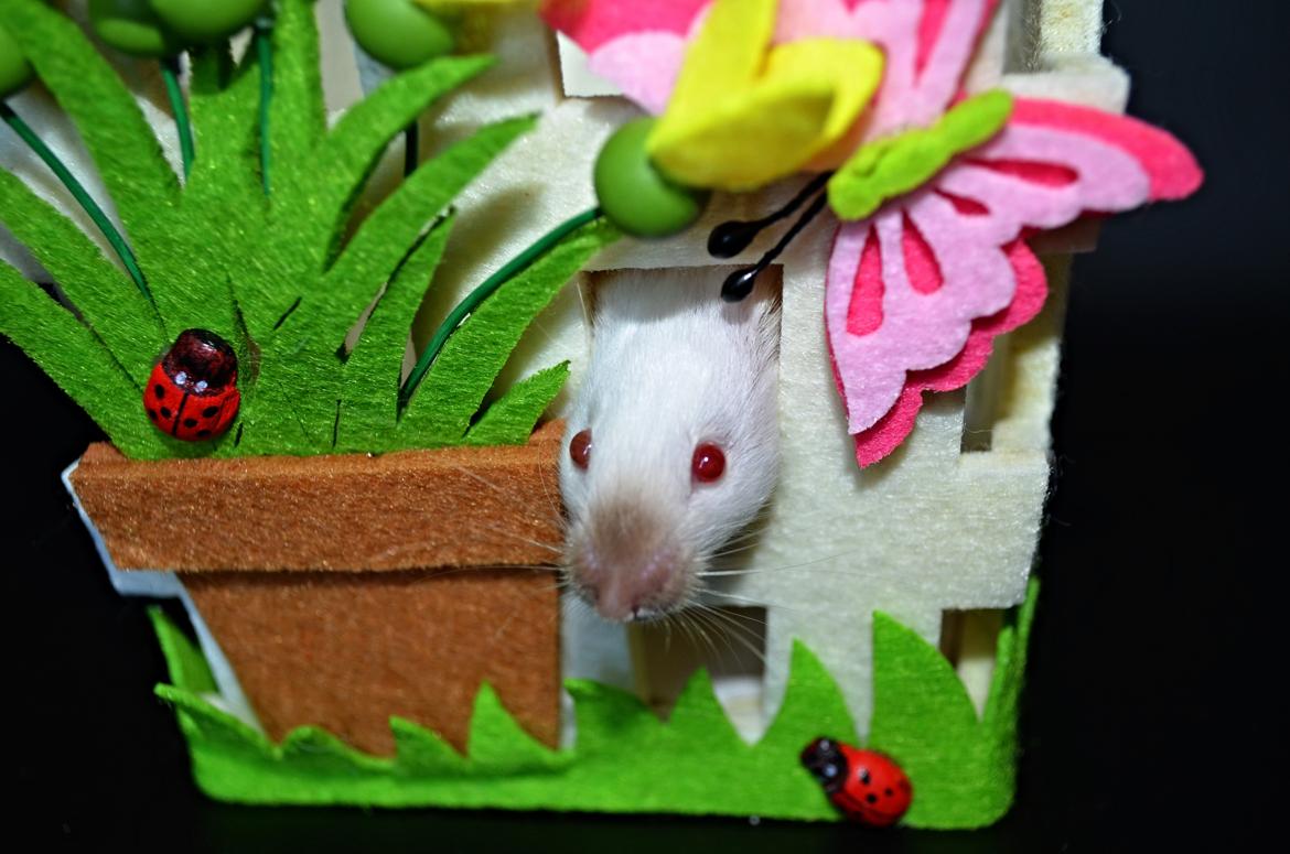 Mus Vejlmus' Ebony [Himmelgnaver] billede 13