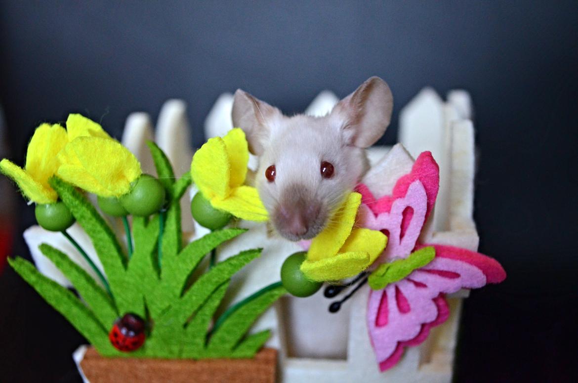 Mus Vejlmus' Ebony [Himmelgnaver] billede 5