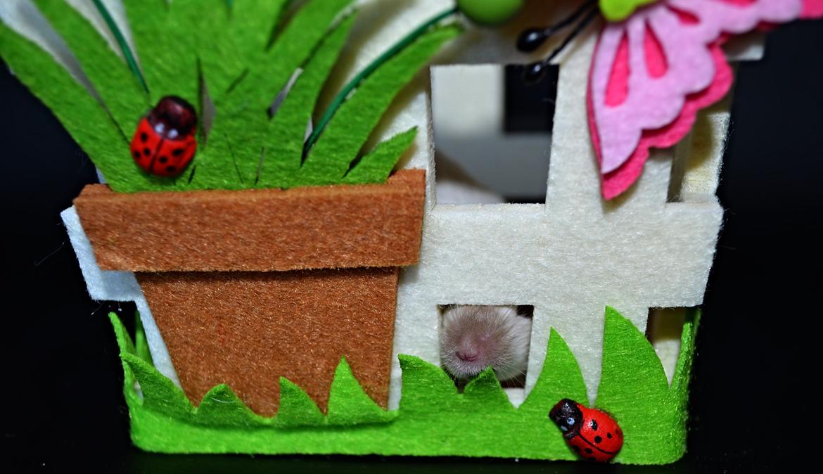 Mus Vejlmus' Ebony [Himmelgnaver] billede 34