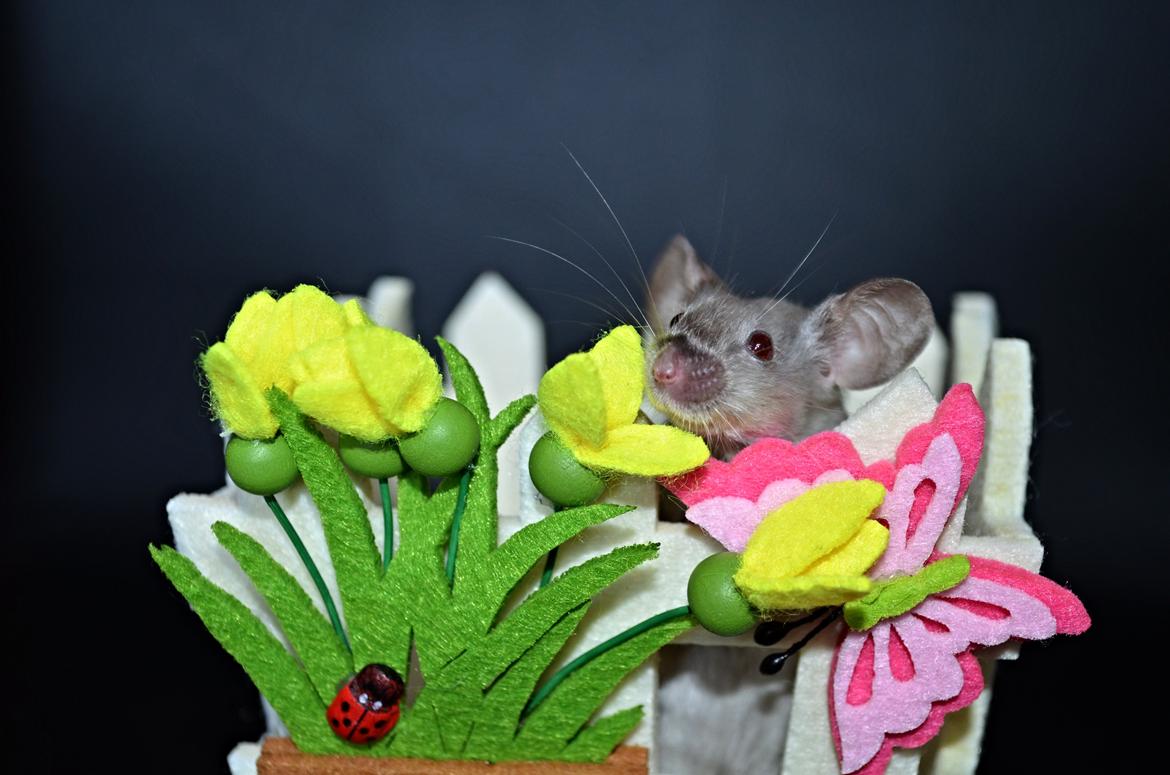 Mus Vejlmus' Ebay [Himmelgnaver] billede 8