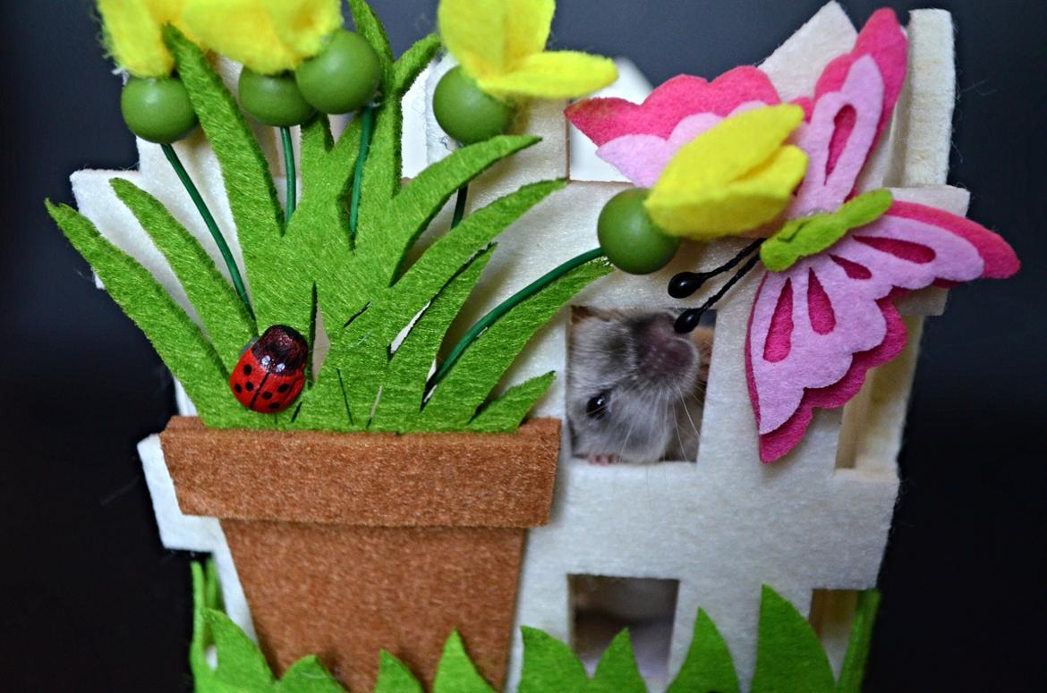 Mus Vejlmus' Ebay [Himmelgnaver] billede 19