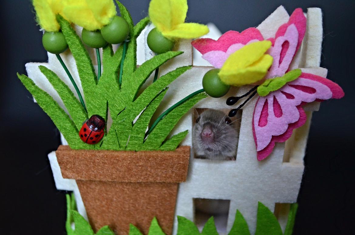 Mus Vejlmus' Ebay [Himmelgnaver] billede 40