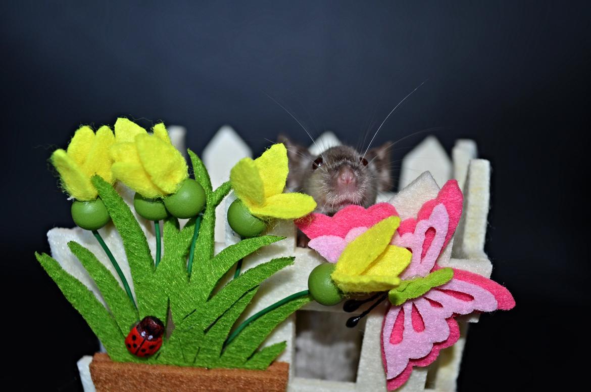 Mus Vejlmus' Ebay [Himmelgnaver] billede 35