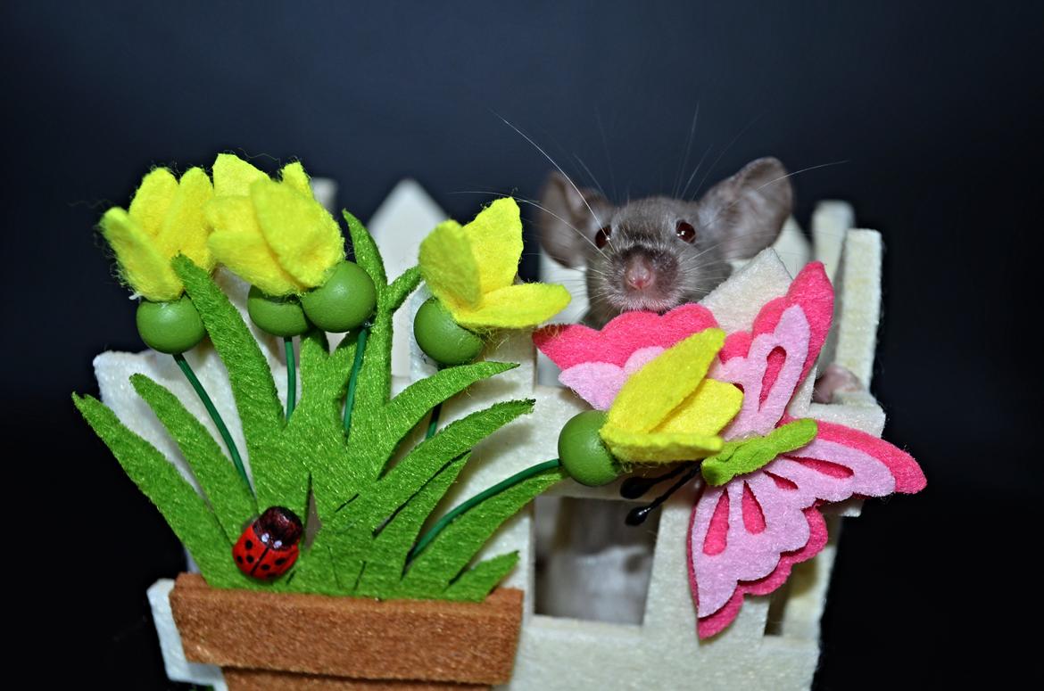 Mus Vejlmus' Ebay [Himmelgnaver] billede 23