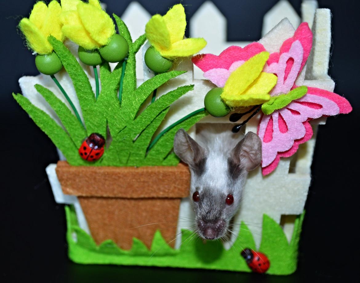 Mus Vejlmus' Ebay [Himmelgnaver] billede 3