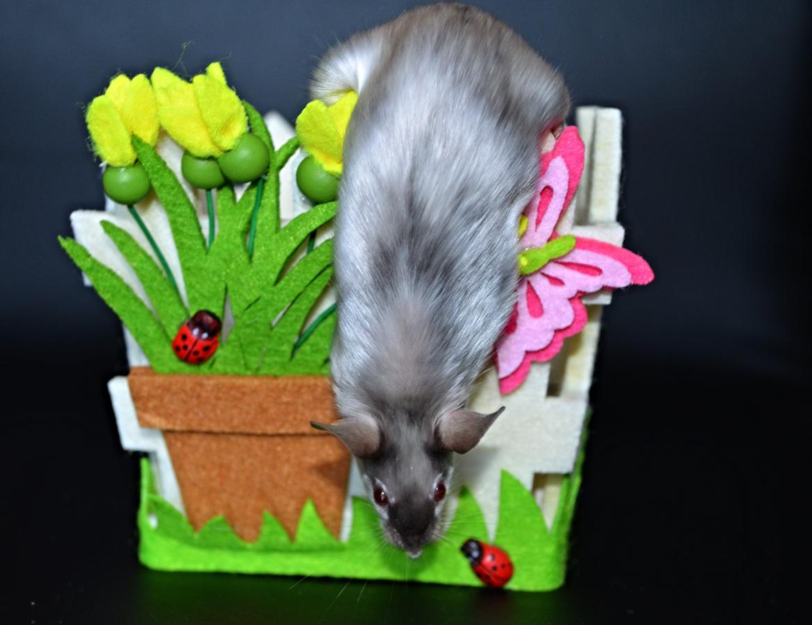 Mus Vejlmus' Ebay [Himmelgnaver] billede 15