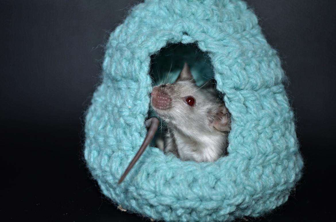 Mus Vejlmus' Ebay [Himmelgnaver] billede 43