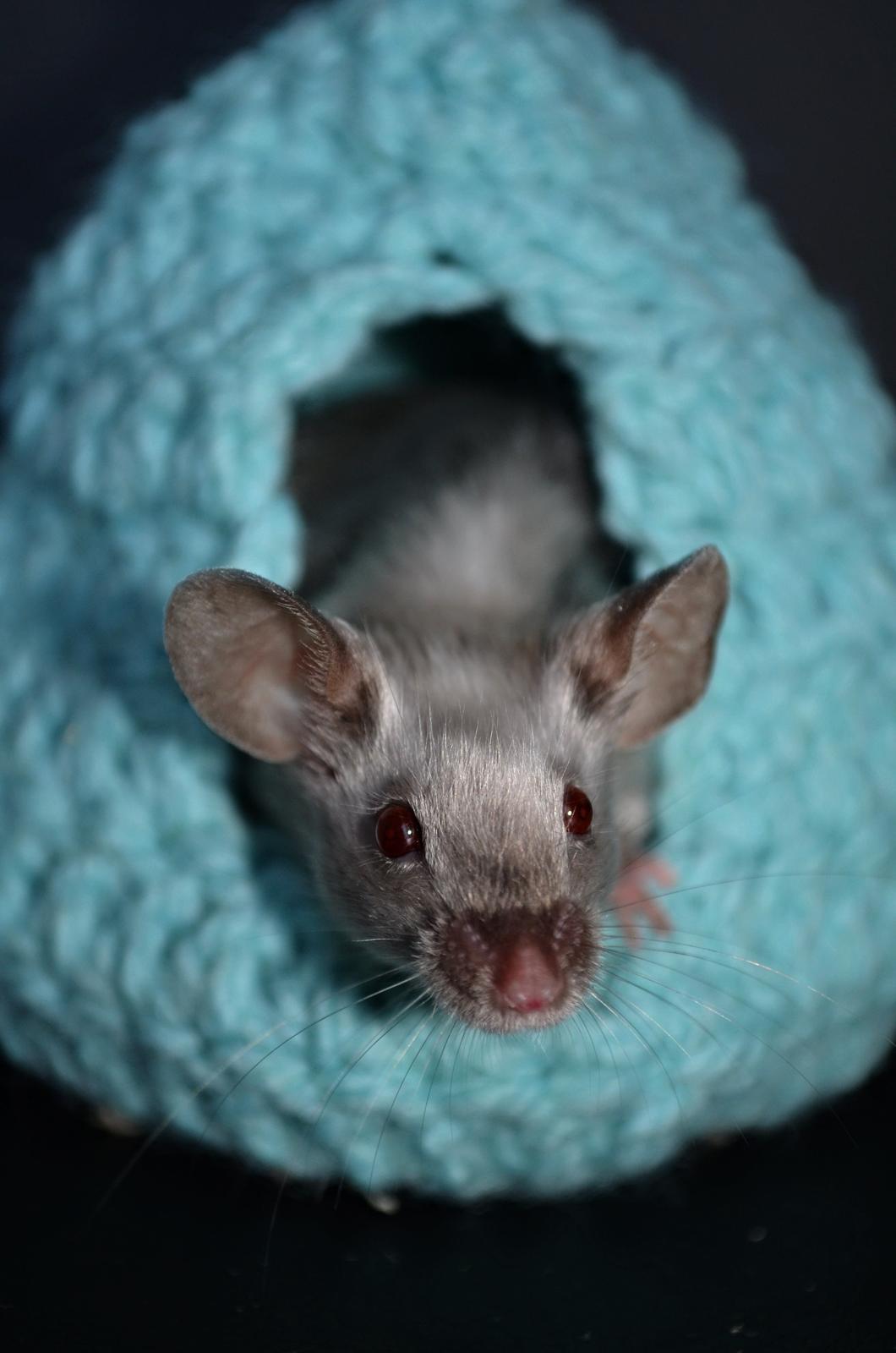 Mus Vejlmus' Ebay [Himmelgnaver] billede 10