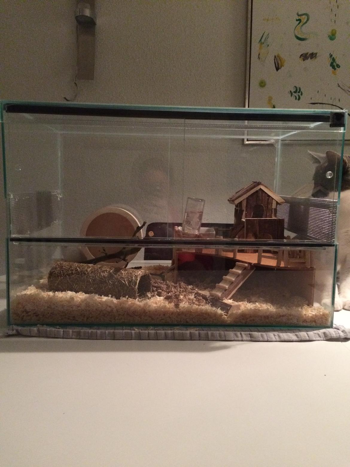 Dværghamster Gizmo billede 9