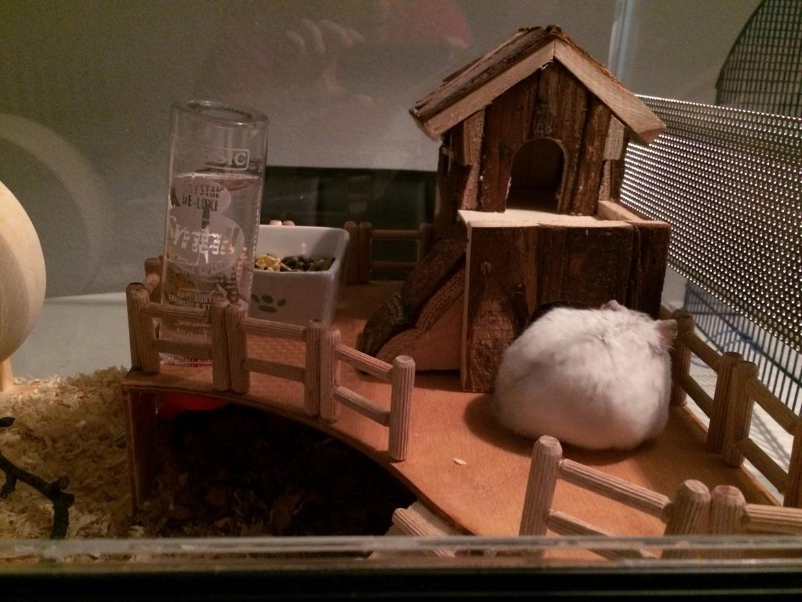 Dværghamster Gizmo - Gizmo har fået en fin platform. ❤️ billede 11