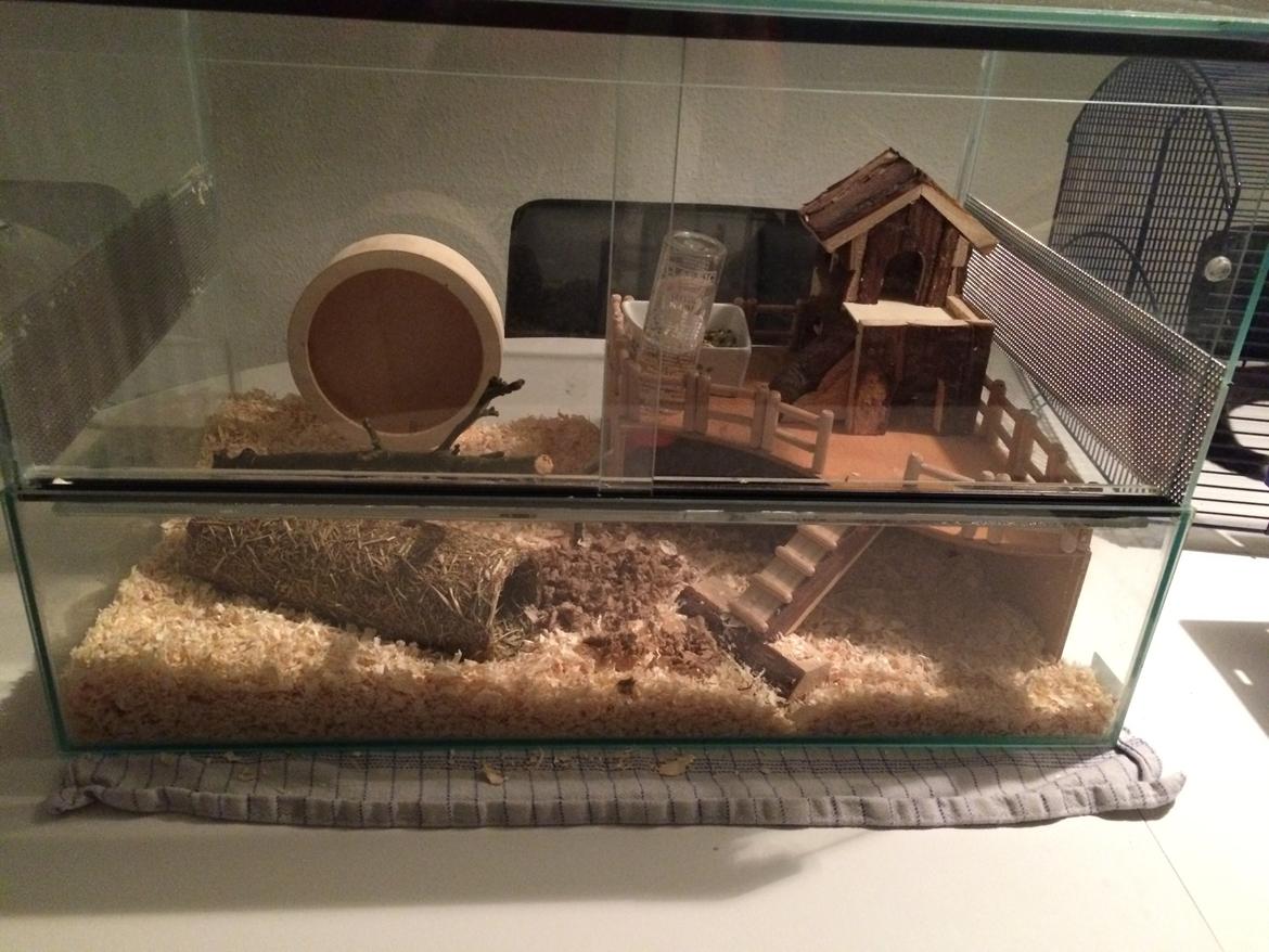 Dværghamster Gizmo billede 10