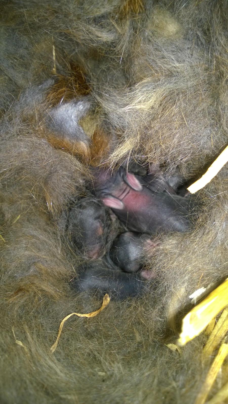 Kanin Eugene billede 6