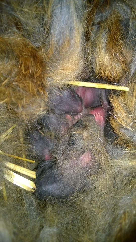 Kanin Eugene billede 4