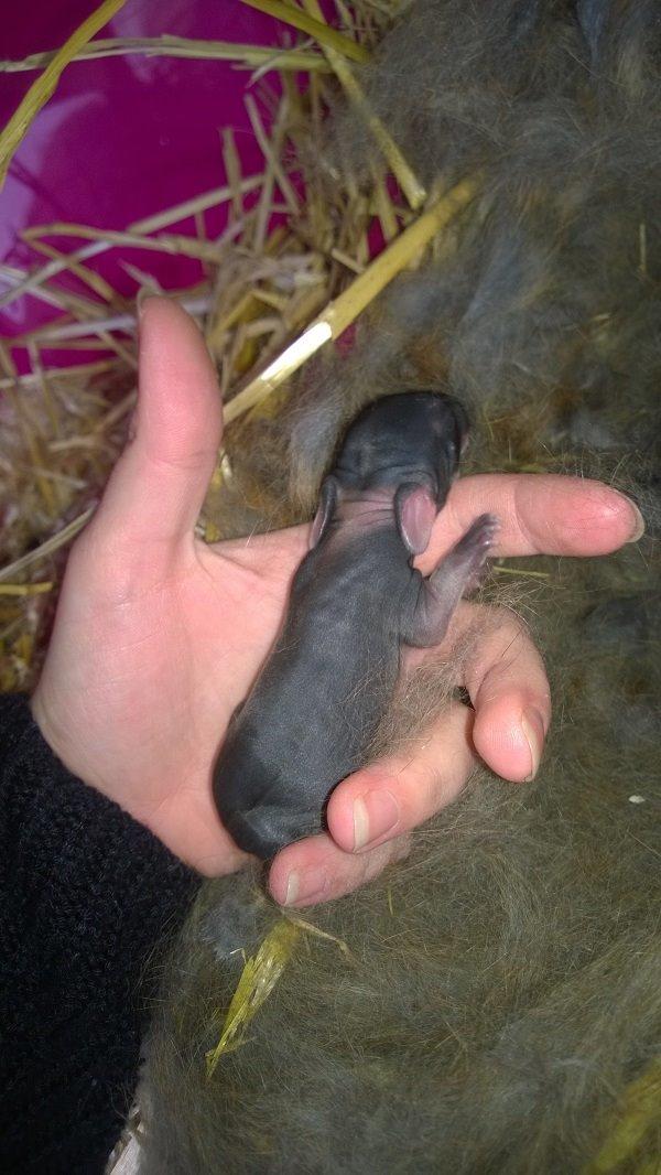 Kanin Eugene billede 5