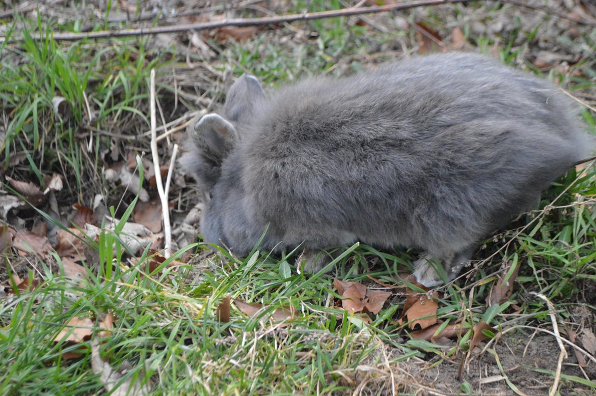 Kanin Walt Disney Pictures Stampe billede 8