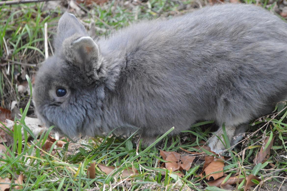 Kanin Walt Disney Pictures Stampe billede 9