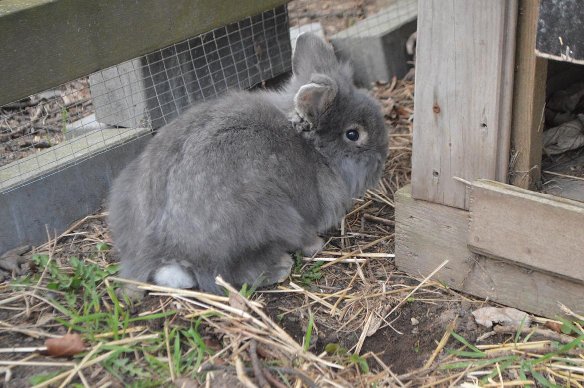 Kanin Walt Disney Pictures Stampe billede 10