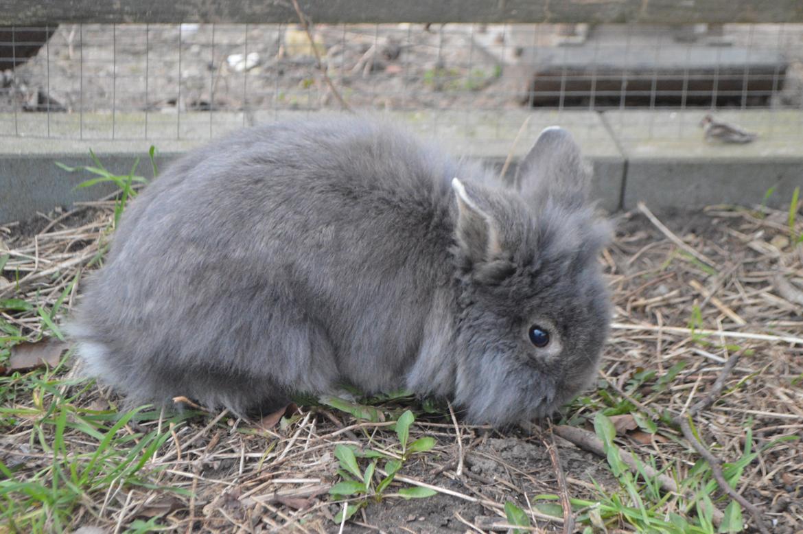 Kanin Walt Disney Pictures Stampe billede 5