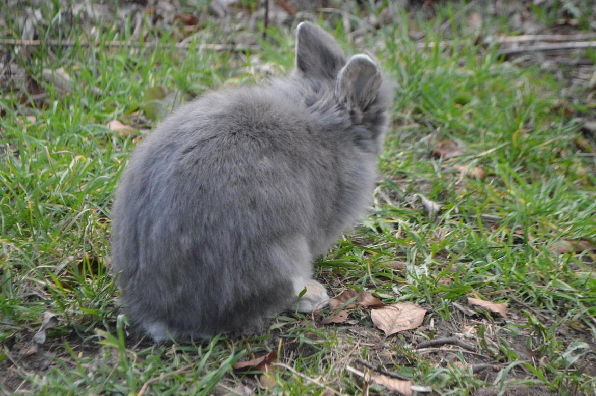 Kanin Walt Disney Pictures Stampe billede 13