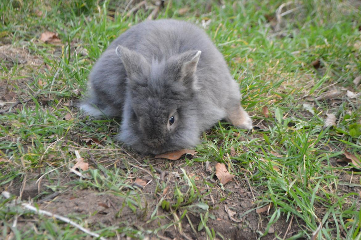 Kanin Walt Disney Pictures Stampe billede 14