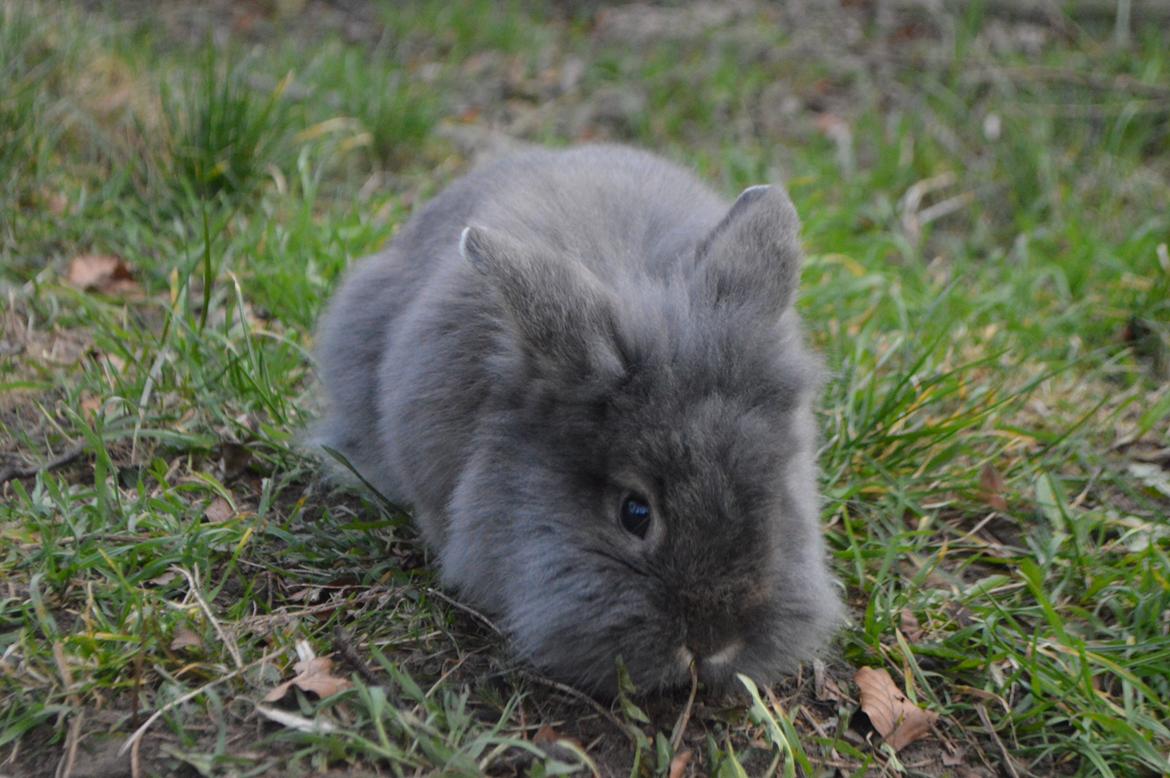 Kanin Walt Disney Pictures Stampe billede 15