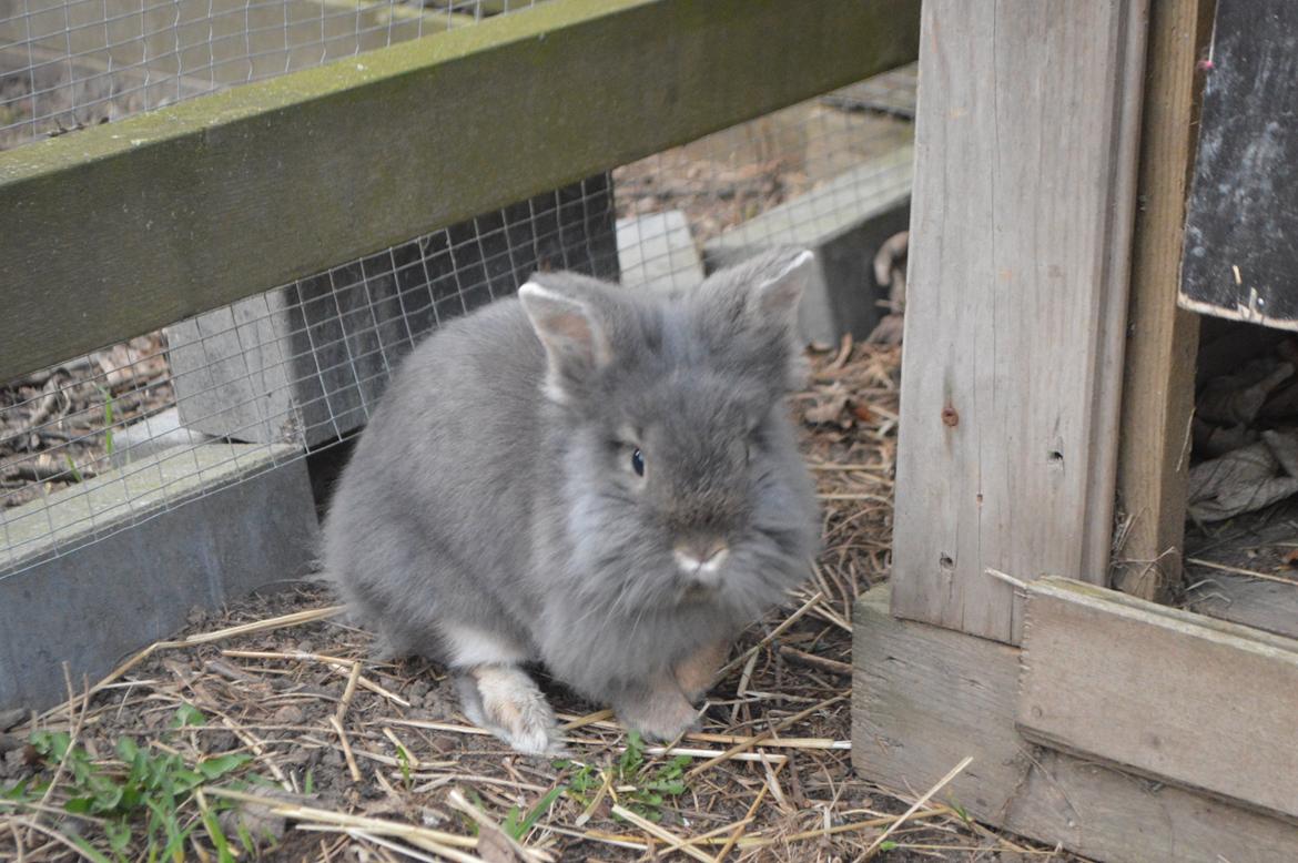 Kanin Walt Disney Pictures Stampe billede 11