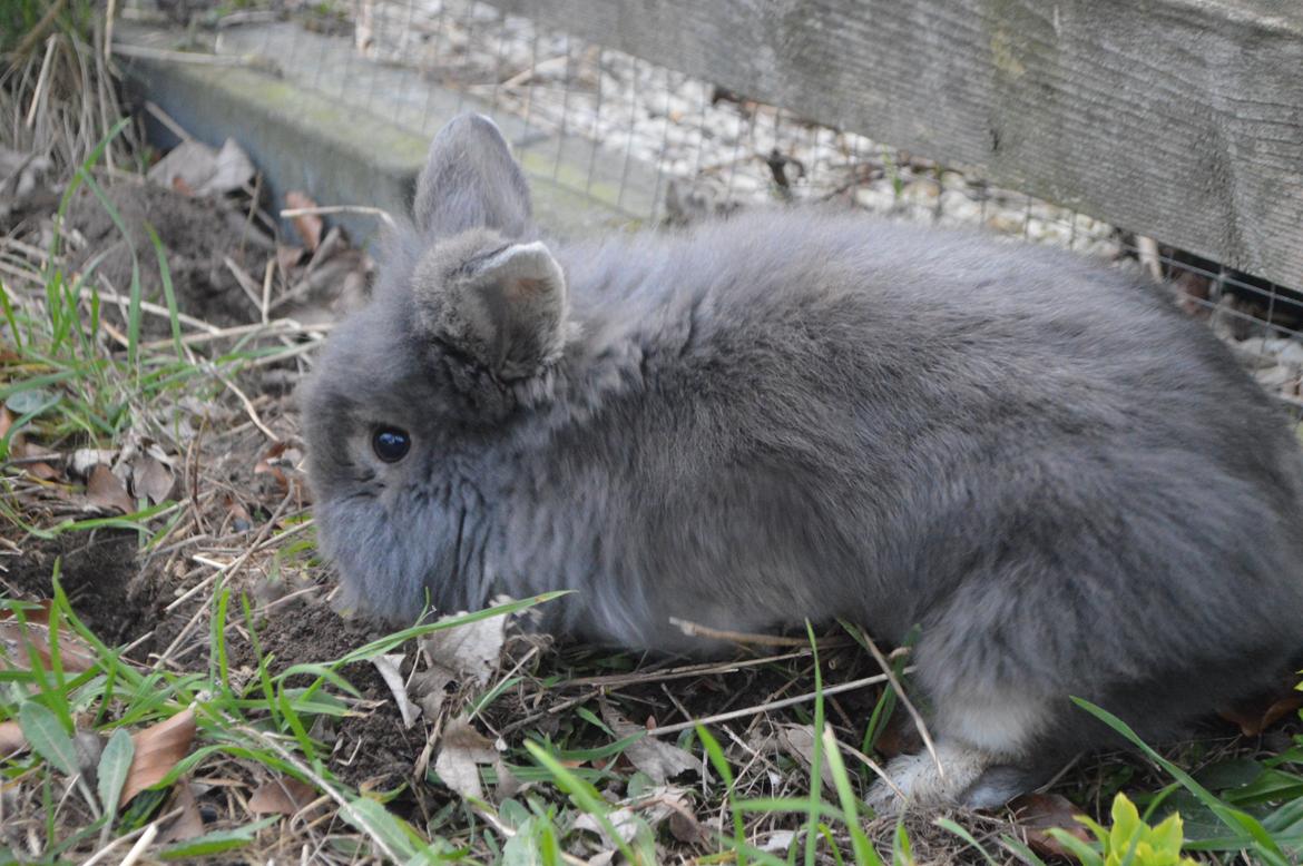 Kanin Walt Disney Pictures Stampe billede 18