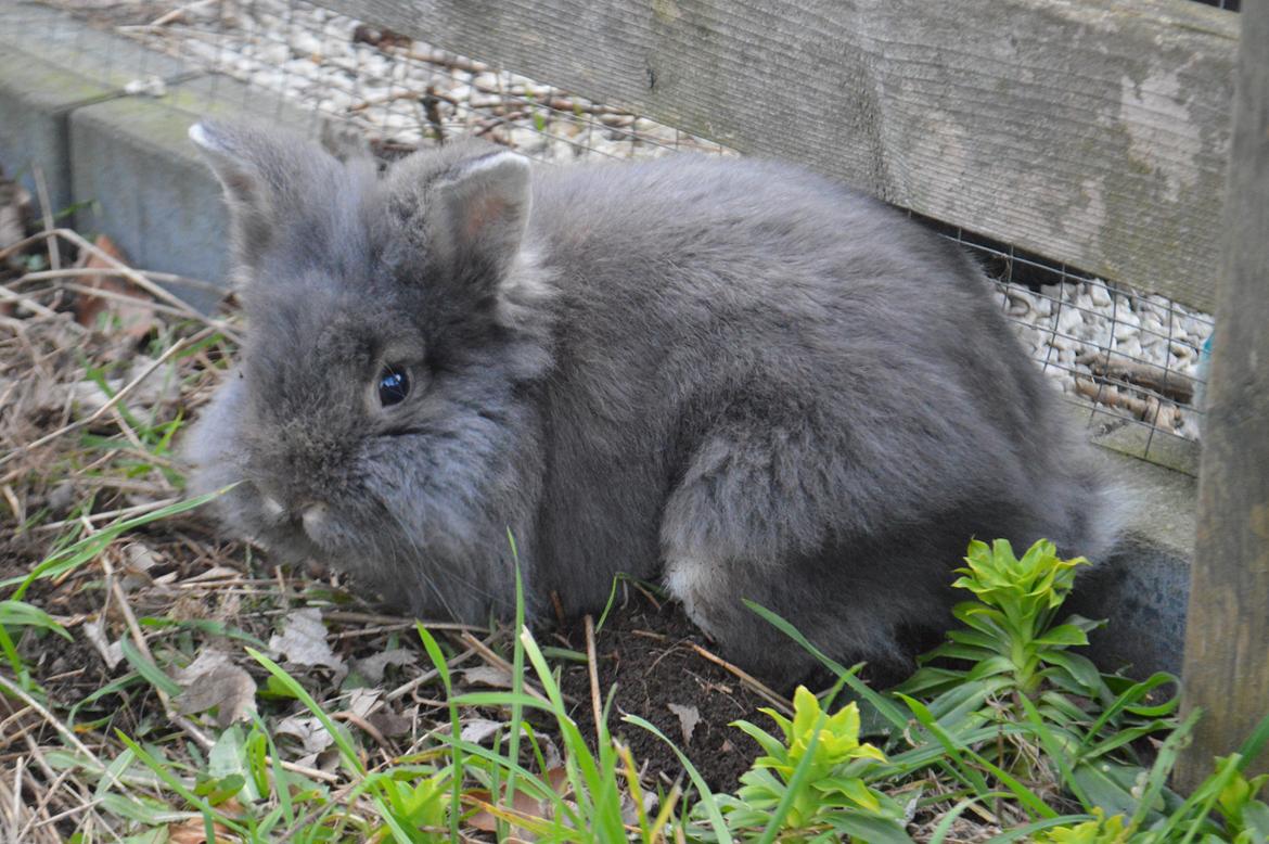 Kanin Walt Disney Pictures Stampe billede 19