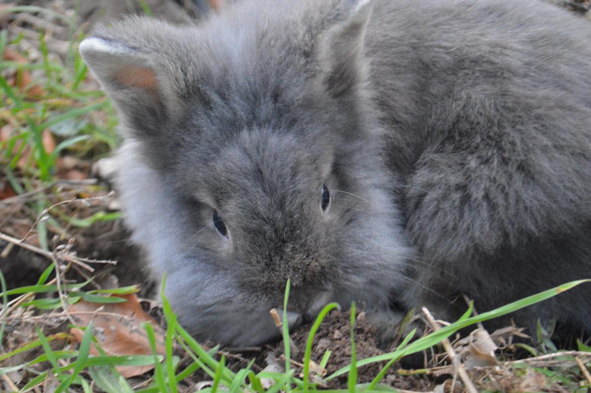 Kanin Walt Disney Pictures Stampe billede 2