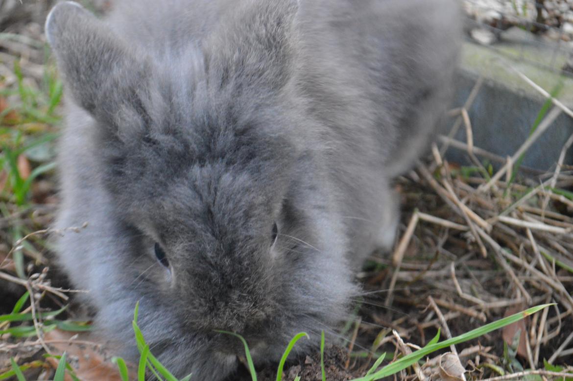 Kanin Walt Disney Pictures Stampe billede 21