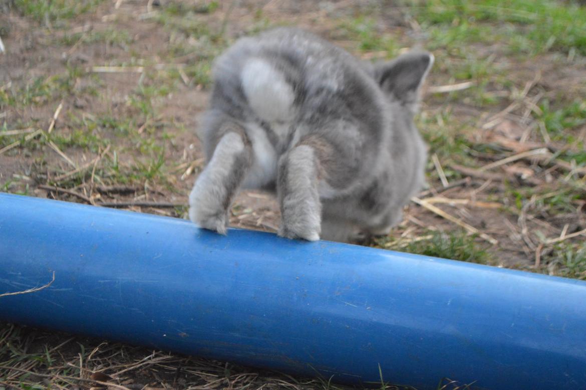 Kanin Walt Disney Pictures Stampe billede 22