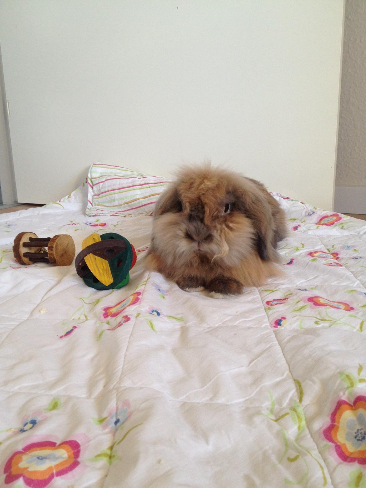 Kanin Simba - hygge inde på mit værelse! billede 7