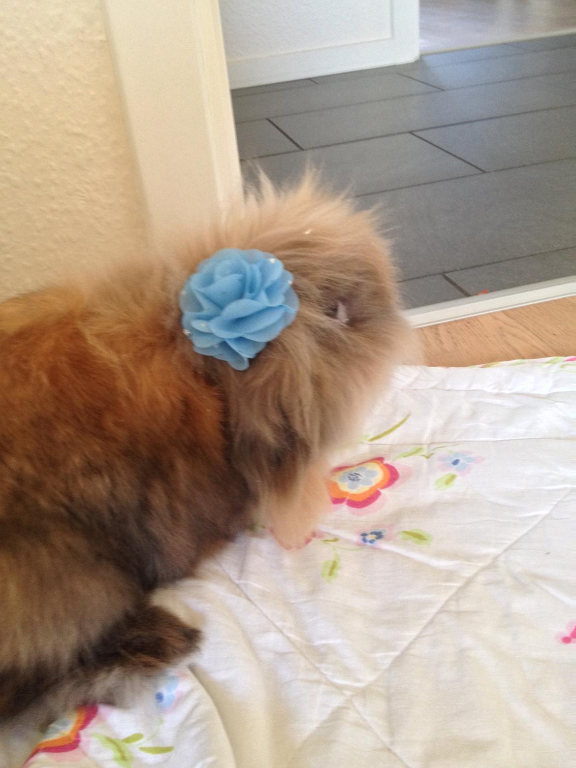 Kanin Simba - som model😏 billede 8