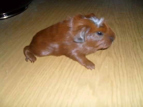 Marsvin Caro DingleHopper billede 45