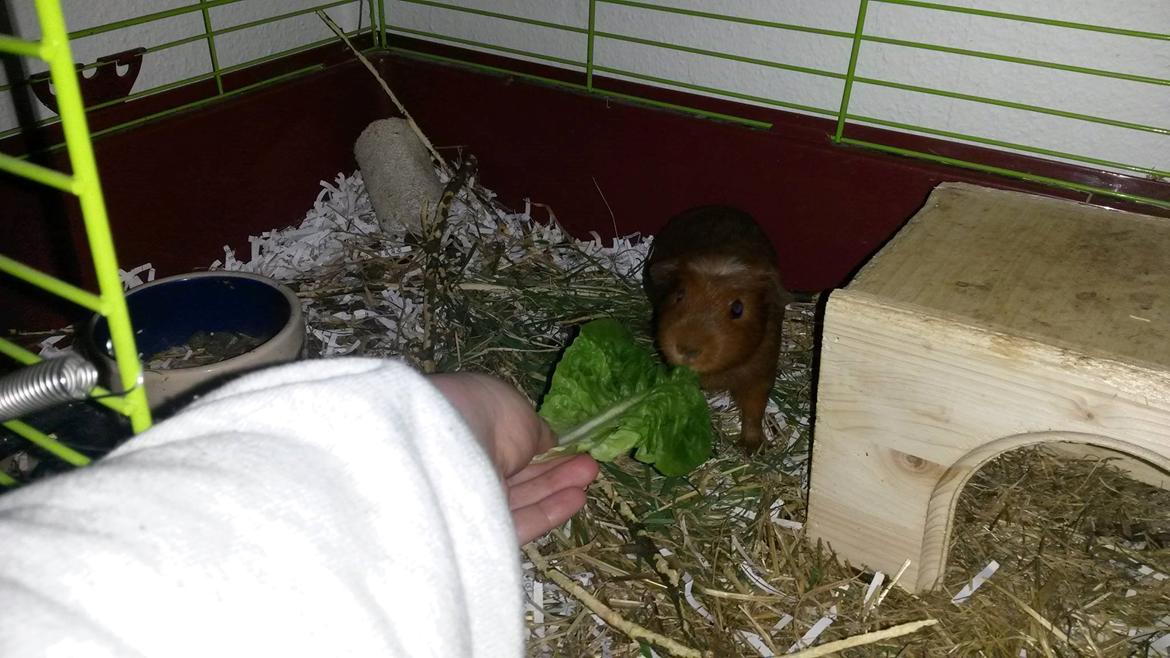 Marsvin Caro DingleHopper billede 16